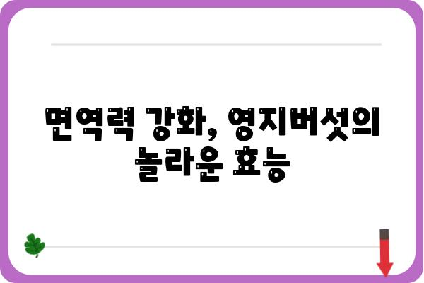 영지버섯 효능과 부작용| 건강에 좋은 영지버섯, 올바르게 먹는 방법 | 영지버섯, 건강, 효능, 부작용, 섭취