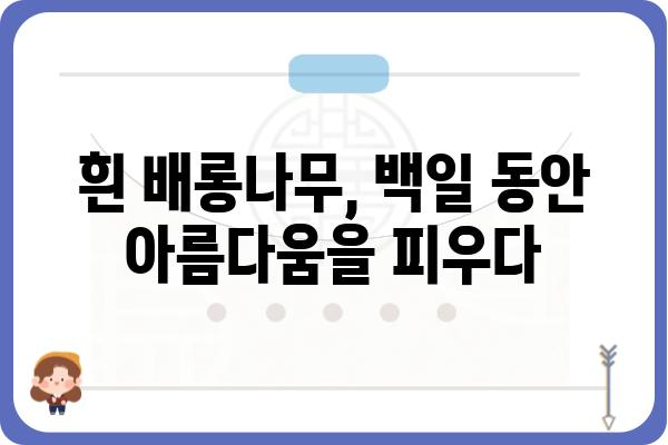 흰배롱나무의 매력, 꽃과 나무 이야기 | 백일홍, 배롱나무, 붉은 꽃, 여름 꽃, 정원수, 나무