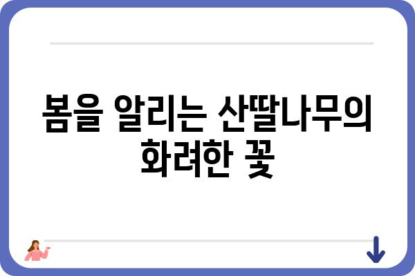 산딸나무, 봄을 알리는 아름다운 꽃과 열매 이야기 |  꽃, 열매, 관상수, 재배, 효능