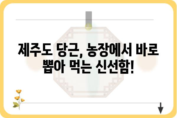 제주 구좌읍 당근 농장 직거래 정보 | 제주도, 당근, 농장, 직판, 싱싱