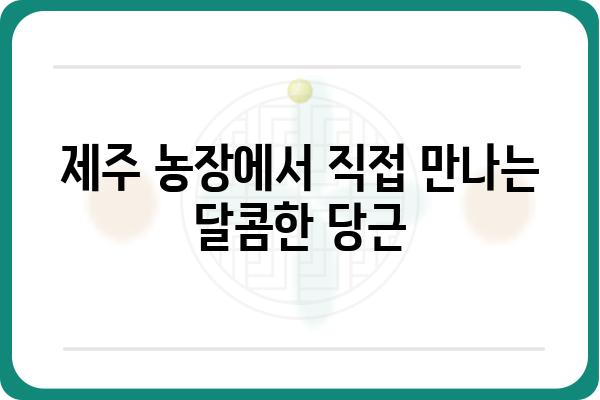 제주 당근 농장| 싱싱함 가득한 제주 당근을 만나보세요 | 제주 당근, 제주 농장, 당근 쇼핑, 농산물 직거래